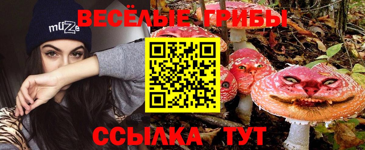Псилоцибиновые грибы Psilocybe Чита